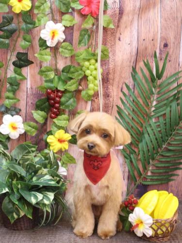 20230820モカくん